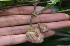 Aristolochia punjabensis